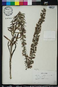 Liatris gracilis image