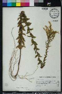 Solidago odora var. chapmanii image