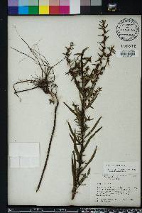 Ludwigia alata image