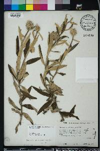 Pterocaulon pycnostachyum image