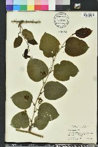 Smilax tamnoides image