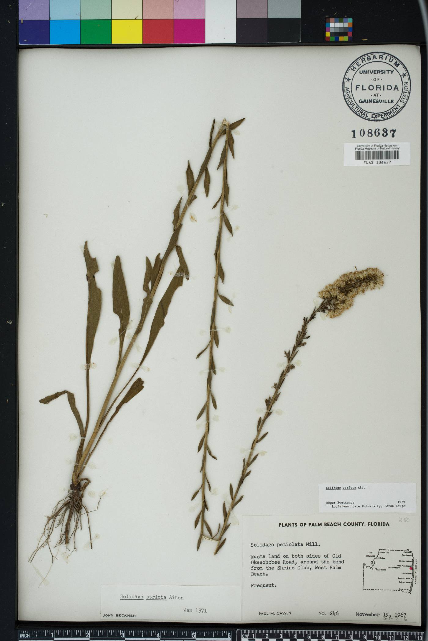 Solidago stricta image