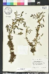 Indigofera suffruticosa image