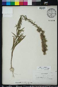 Liatris elegans image