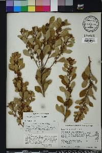 Lyonia fruticosa image