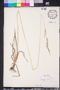 Anthaenantia villosa image