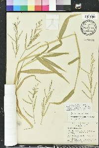 Urochloa adspersa image