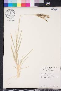 Eustachys petraea image