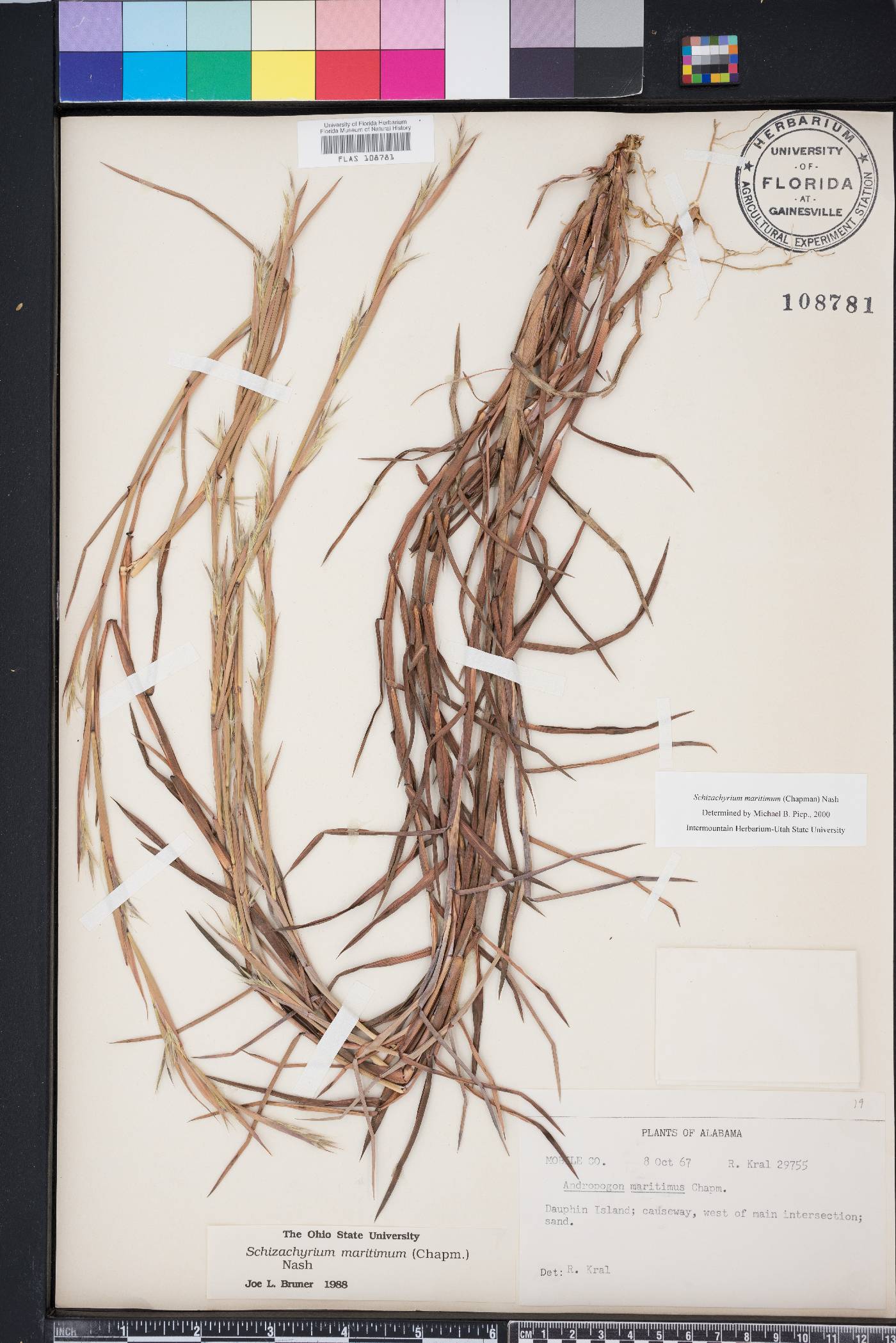 Schizachyrium maritimum image