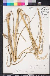 Panicum amarum image