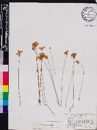 Utricularia cornuta image
