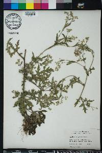 Parthenium hysterophorus image