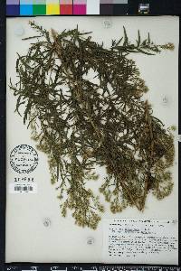 Eupatorium x pinnatifidum image