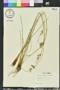 Juncus coriaceus image