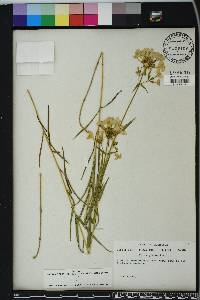 Phlox glaberrima image