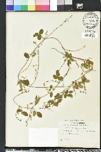 Galactia regularis image