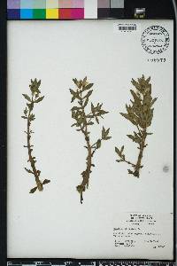 Gratiola virginiana image