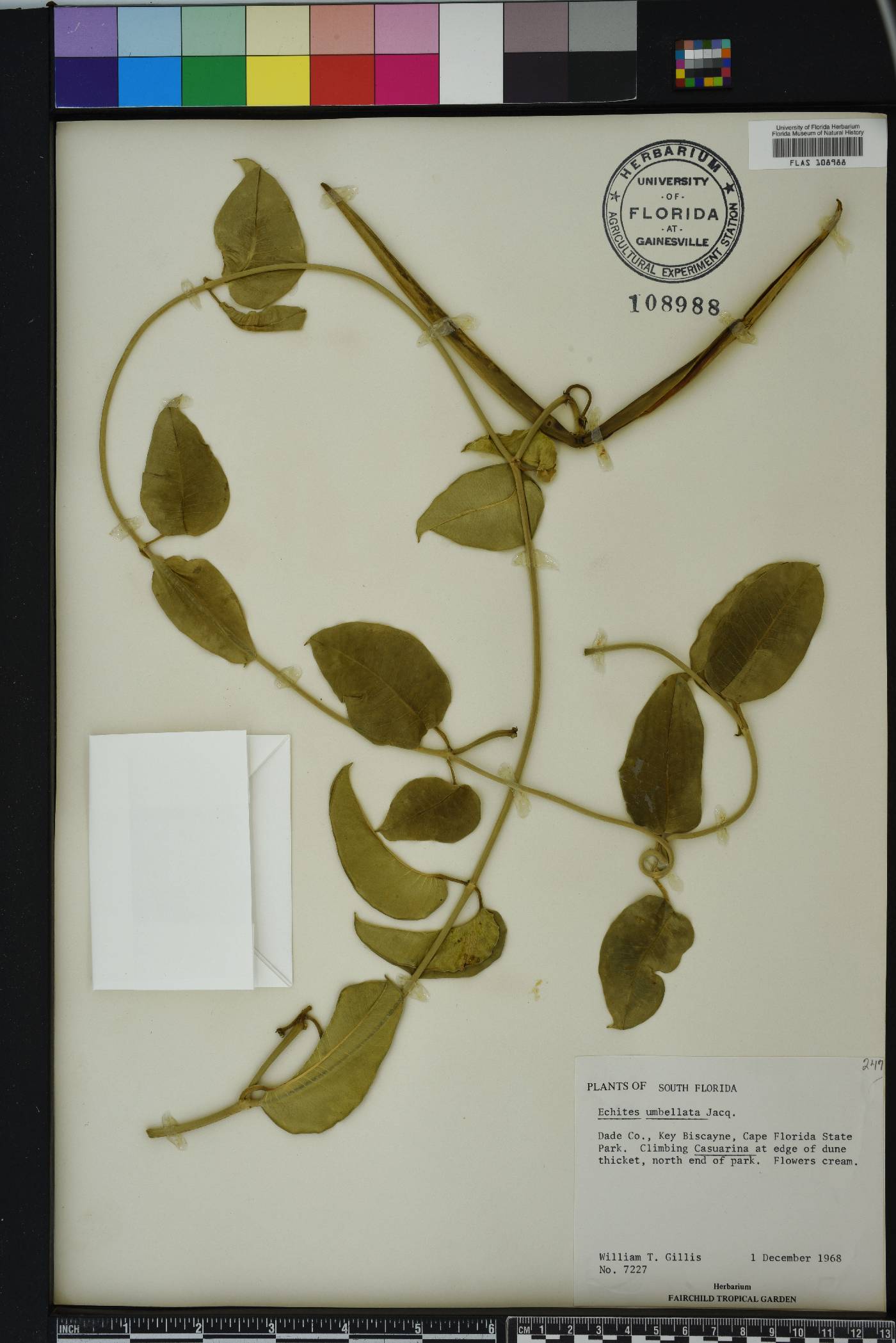 Echites umbellatus image