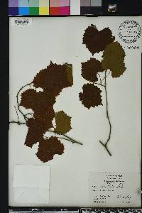 Vitis rotundifolia image