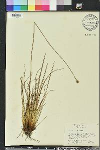 Xyris elliottii image