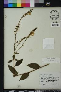 Plumbago zeylanica image