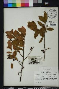 Vaccinium fuscatum image