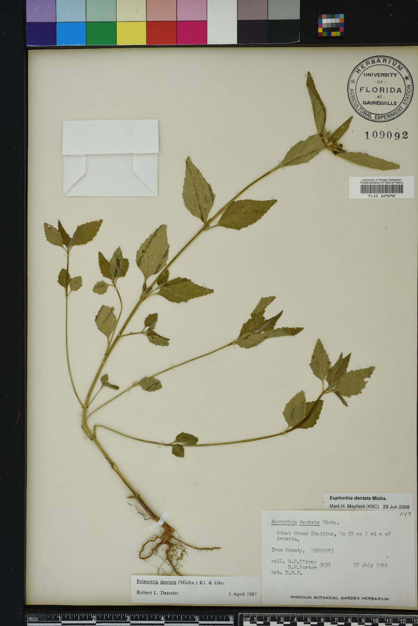 Euphorbia dentata var. dentata image