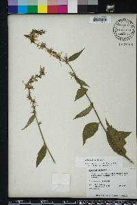 Campanulastrum americanum image