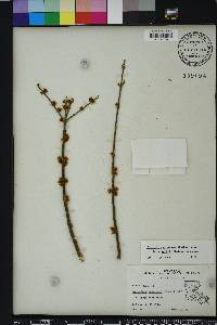 Forestiera acuminata image