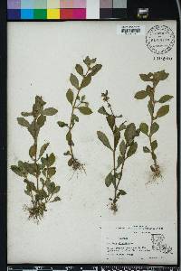 Gratiola virginiana image