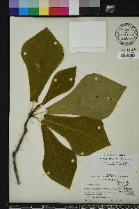 Magnolia pyramidata image