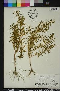 Rotala ramosior image