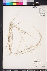 Aristida purpurascens image