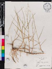 Panicum repens image