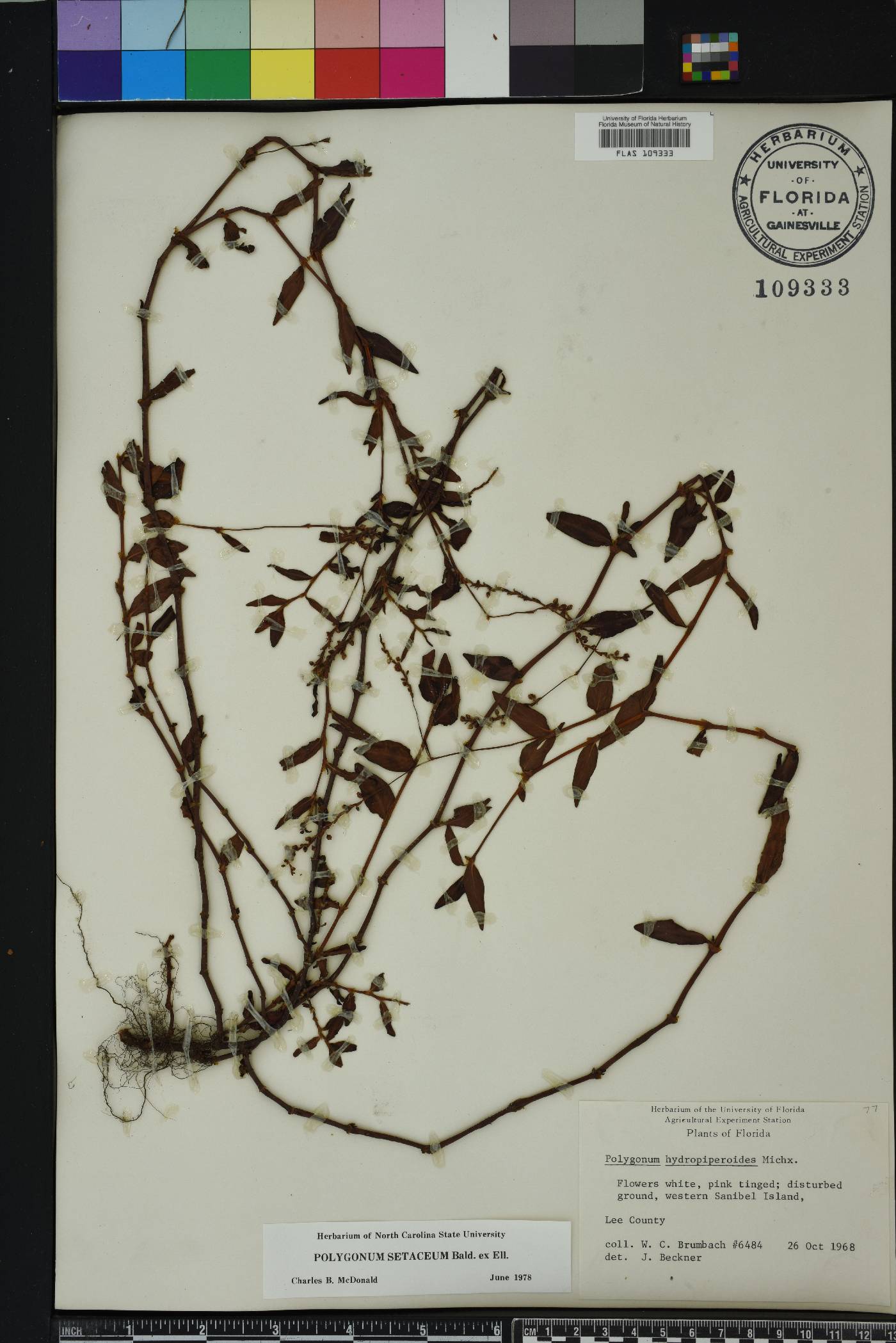 Persicaria setacea image