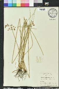 Fimbristylis caroliniana image