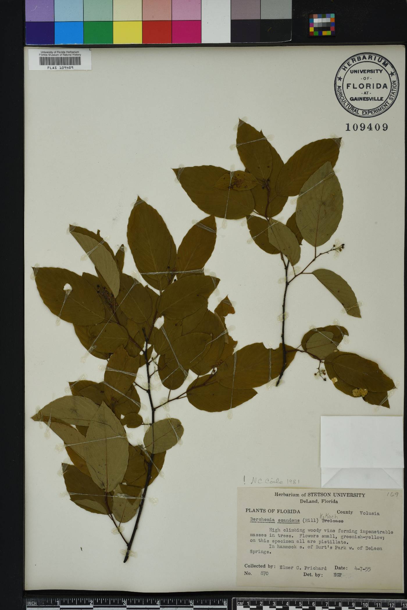 Berchemia scandens image