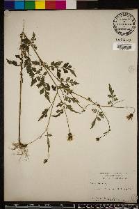 Bidens bipinnata image