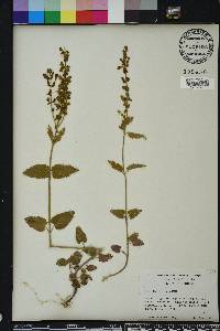 Scutellaria ovata image