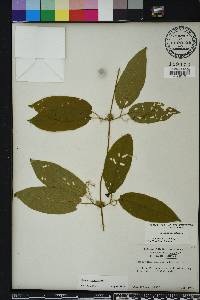 Bignonia capreolata image