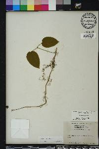 Bignonia capreolata image