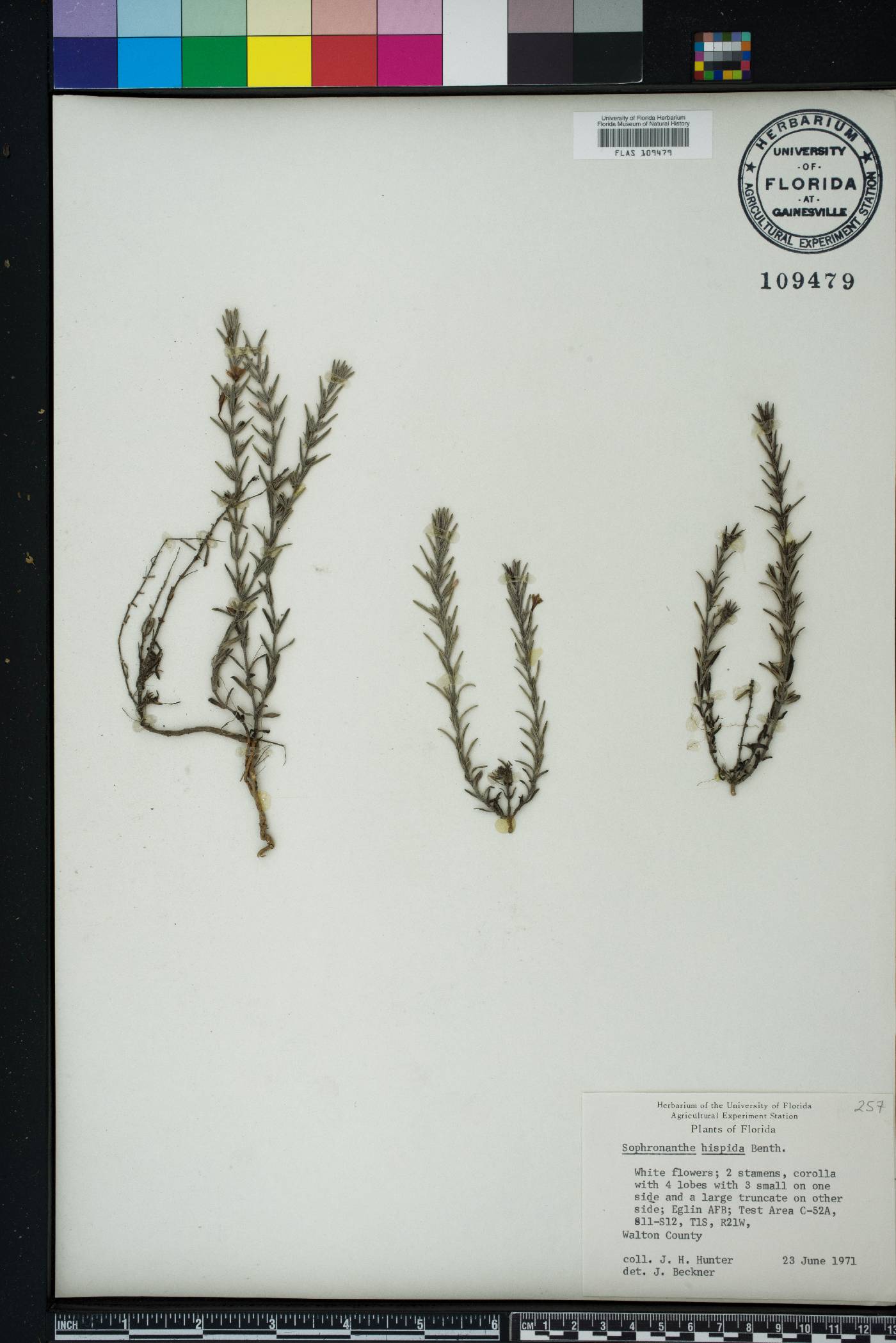 Sophronanthe hispida image