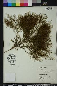 Lechea sessiliflora image