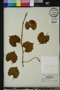 Vitis rotundifolia image