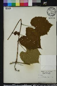 Vitis vulpina image