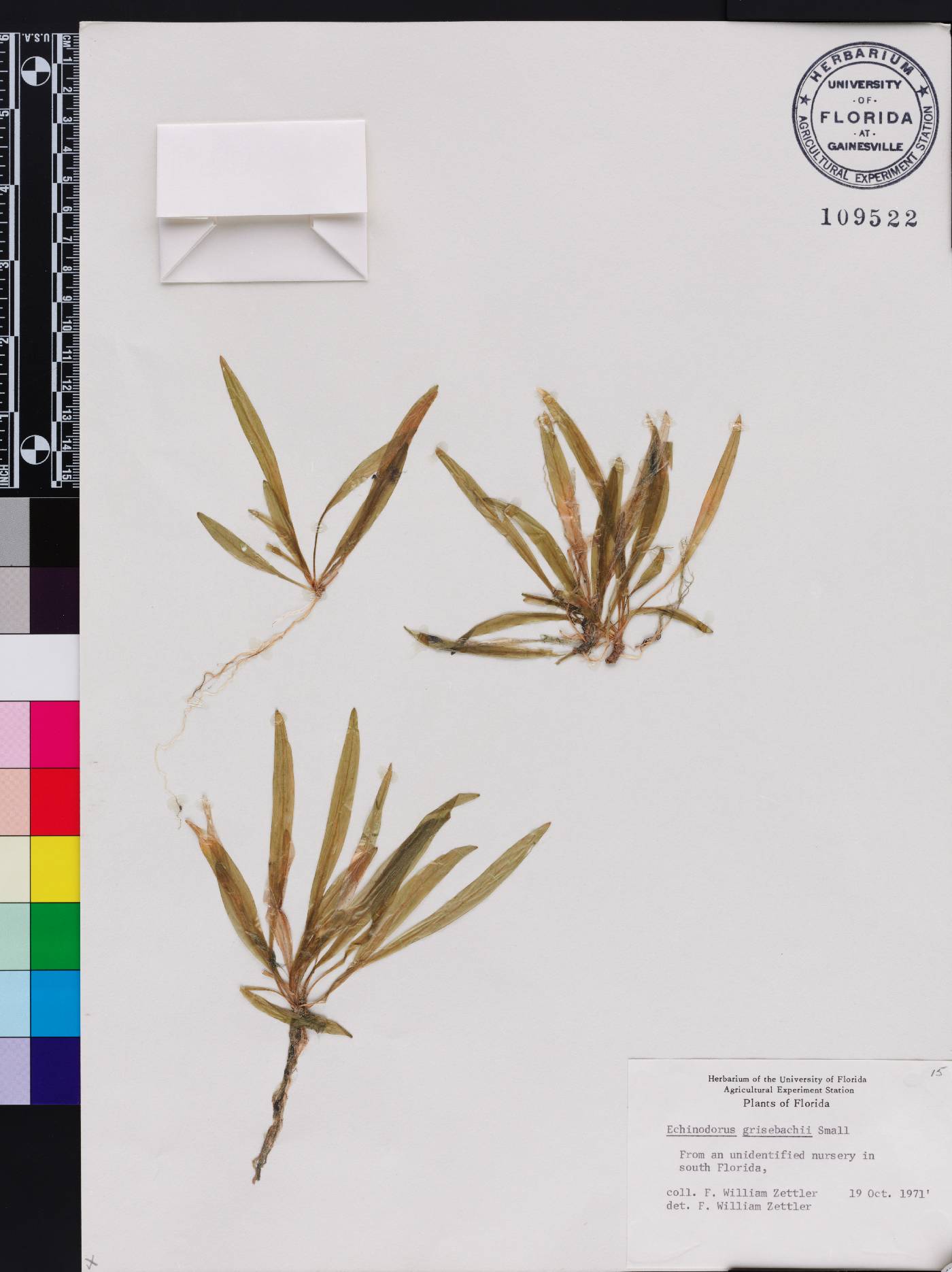 Echinodorus grisebachii image