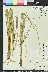 Carex walteriana image