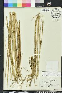 Carex walteriana image