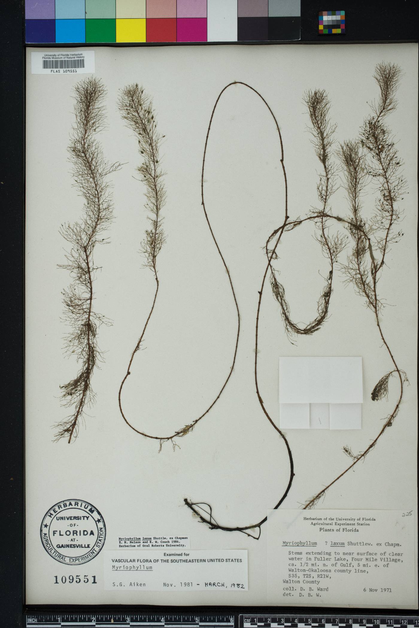 Myriophyllum laxum image