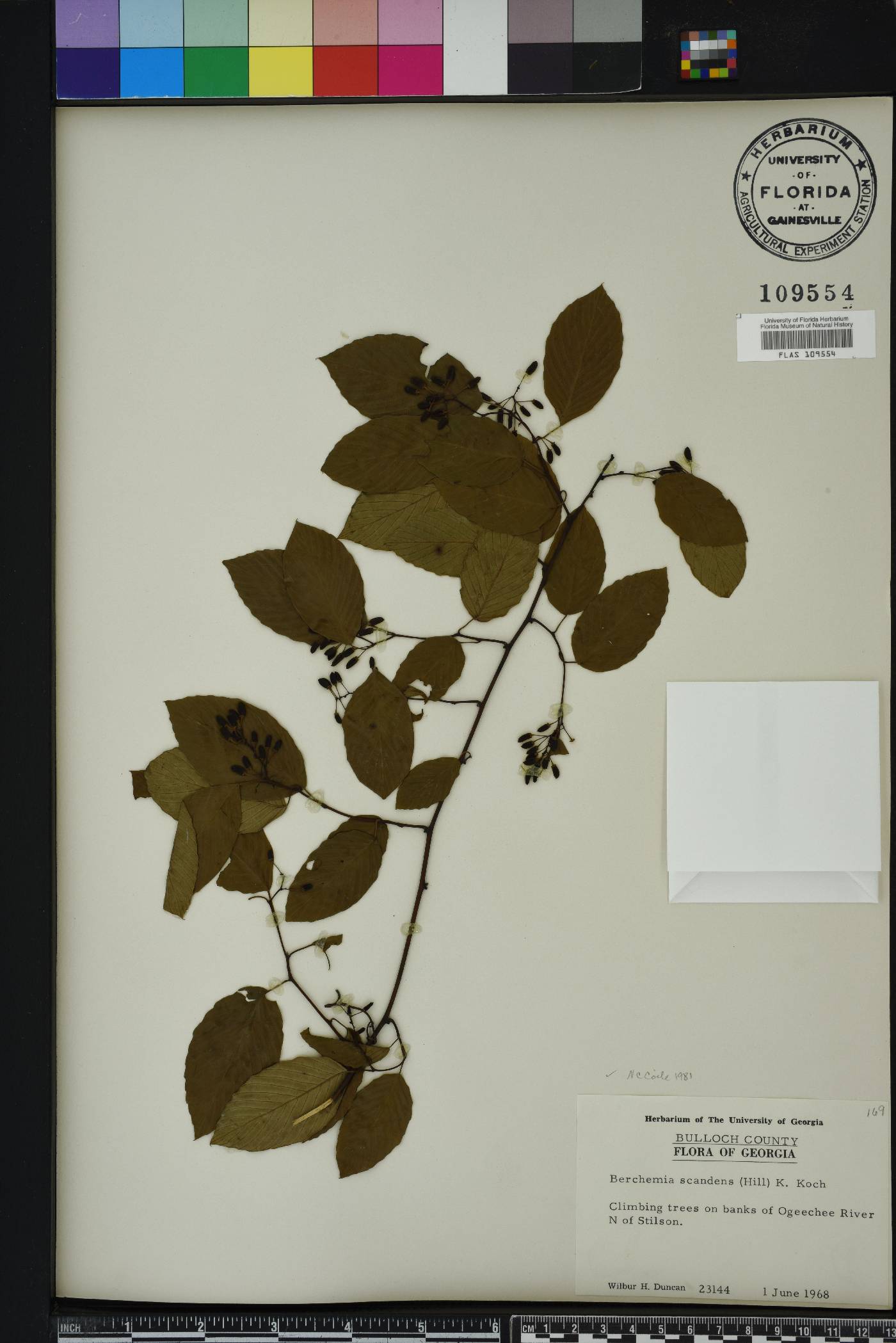 Berchemia scandens image